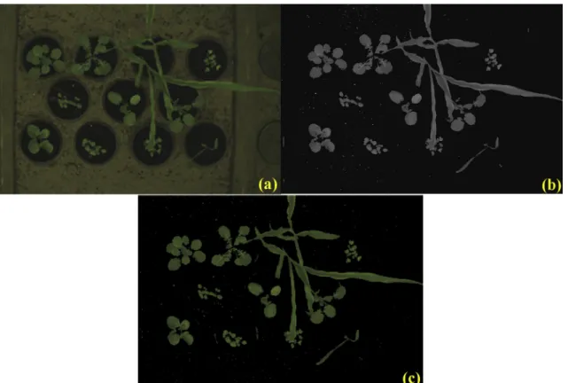 Fig. 1 – Images of canola, corn and radish: (a) full RGB image, (b) image with extracted green material (plants), and (c) greyscale image of (b).