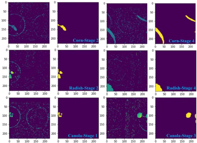 Fig. 6 – Examples of filtered and segmented images of 3 different partial plants (Canola, Corn and Radish) removed from the dataset at three different growth stages.