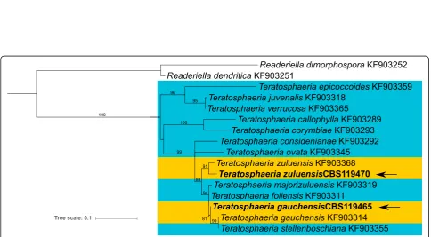 Fig. 2 Maximum likelihood (ML) tree based on partial gene sequences ofbest-fit substitution model (TN93) with a discrete gamma distribution ( β-tubulin and translation elongation factor 1-α