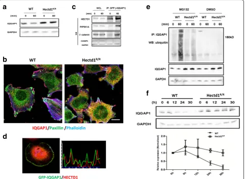Fig. 6 IQGAP1 interacts and colocalizes with HECTD1 in cell leading edge, and its ubiquitination is regulated by HECTD1.of IQGAP1