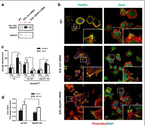 Fig. 8 Knockdown of IQGAP1 rescue focal adhesion formation in Hectd1R/R cells. a Hectd1R/R cells were transfected with control siRNA or IQGAP1siRNA