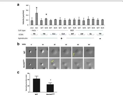 Fig. 1 Fibronectin is a critical extracelluar matrix in HECTD1 regulating cell adhesion and the mutant HECTD1 accelerates cell spreading.a complete medium containing 10% FBS and aphidicolin