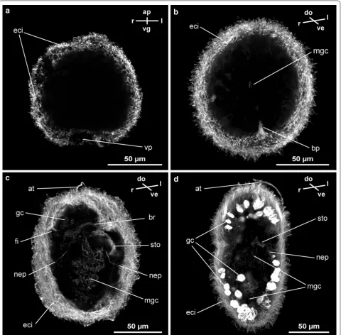 Fig. 1 Confocal z-projections of subsets of z-stacks of developmental stages of Carinina ochracea stained with antibodies against acetylated α-tubulin (orientation indicated by compass, apical/frontal is up, upper and lower sections omitted to make interna