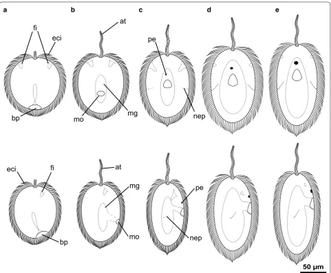 Fig. 3 Schematic representation of developmental stages observed. Information on formation of morphological structures combined from nephridia and pigmented eye visible