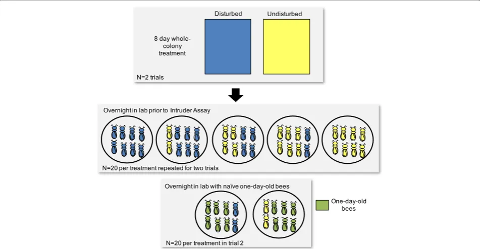 Fig. 1 Experimental design. I constructed two pairs of experimental colonies. Each member of the pair was identical in terms of number ofindividuals, age, and genetic background