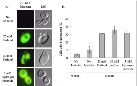 Figure 1 Furfural induces the accumulation of reactive oxygen species (ROS). Exponentially growing yeast cells were treated with noinhibitor, 25 mM furfural, 50 mM furfural or 5 mM hydrogen peroxide (positive control for ROS)