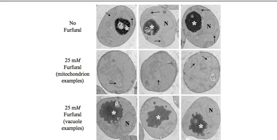 Figure 3 Furfural causes mitochondrial membrane morphologyto go from tubules to aggregates