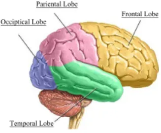 Figure 3.2: Functional clustering of human brain [60].