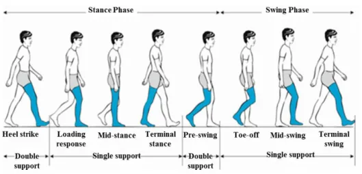 Figure  2.2.  Terminology  of  the  phases  of  the  gait  cycle.  The  gait cycle  may  be  allocated  between  two  distinct  phases:  the  stance and swing phase