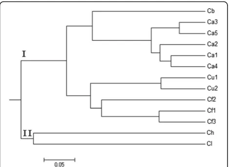 Fig. 6 Phylogenetic tree of 13 populations from 6 Clematis speciesbased on 19 SSR loci and utilizing Nei’s genetic distances