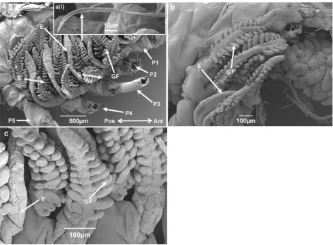 Fig. 2 Right branchial chamber of megalopa stage IV H. gammaruswith branchiostegite (carapace) removed to reveal podobranch gills,gill ﬁlaments, epipodites and epipodial setae (a, a(i))