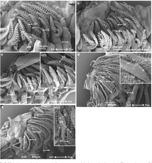 Fig. 3 Gill development and setal appearance in H. gammarus asshown by scanning electron micrographs in zoea larval stages I (a), II(b), III (c, c(i)), megalopa (IV) (d, d(i)) and ﬁrst juvenile (V) (e, e(i)).Anterior/posterior position indicated with arrow