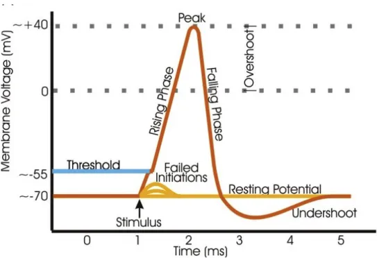 Figure 1-7: The compound action potential 