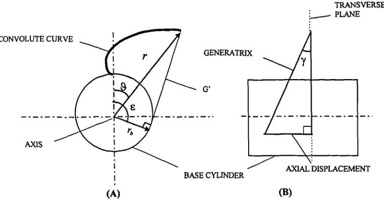 Figure 2.2: The convolute curve development relative to axial displacement of thegeneratrix along a base cylinder helix.