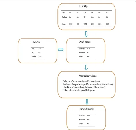 Figure 1 Procedure of the model reconstruction. In BLASTp, Sst, Sce, Ppa, and Ani refer to S