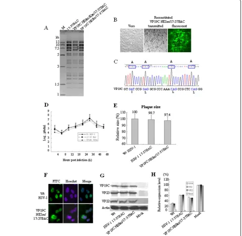 Figure 2 Identification of the role of VP19C NES in HSV-1 life cycle. (A) RFLP analysis of BAC recombinant variants