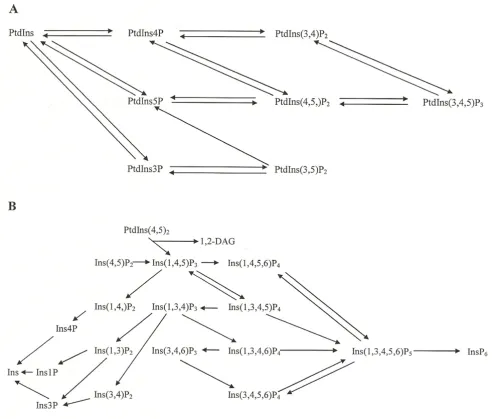Figure 1Pathways of metabolism of phosphatidylinositols in animals. a substrate for a PI 3-kinase, producing PtdIns(3,5)Pand Parker [29] and information provided in the Results and Discussion section