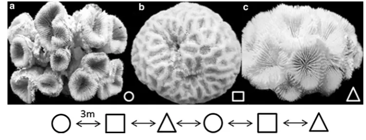 Fig. 1 Images showing themorphological pattern ofMussismilia species, and thesystematic sampling scheme inwhich colonies were collectedalternating the species and withat least 3 m of distance:a circle—Mussismilia harttii(UFBA 897); b square—M.braziliensis 