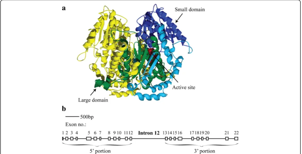Fig. 1 The structure of the PgiC1 gene and the 3-D protein structure of its gene product