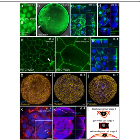 Fig. 2 Cell shape analysis of early P. tepidariorum embryos via WGA and phalloidin staining