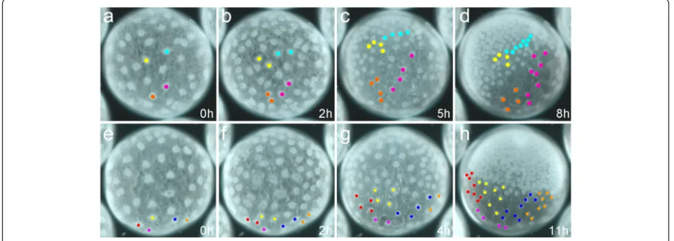Fig. 4 Cell tracking during the formation of the germ-disc. Stills from Additional file 7 and Additional file 8: Movies 7 and 8