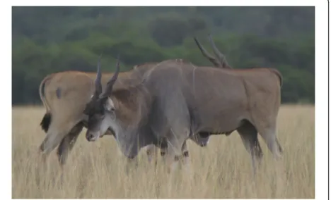 Fig. 1 Broadside display between two eland bulls