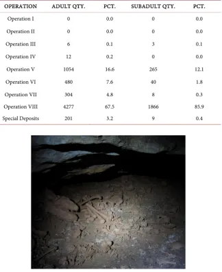 Table 1. Distribution of skeletal material by operation within Midnight Terror Cave. 