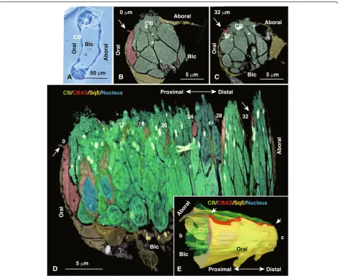 Fig. 5 Three-dimensional (3D) tomographic reconstruction of the ciliary band (CB)-associated strand (CBAS) of the postoral arm