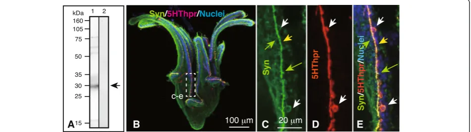 Fig. 8 Immunochemical detection of synaptophysin (Syn) in the ciliary band-associated strand (CBAS)