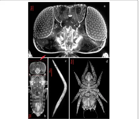 Fig. 2 LED-SIM images of different small organisms.sp., a maximum-intensity projection image with 98 frames along the Z-axis under a 20× objective lens; a Detail of the head of Aphytis sp