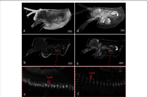 Fig. 3 Comparison of the 3D images of a freshly hatched water fleaintensity projection of 113 frames along the Z-axis under a 20× objective lens (Additional file 2: Movie S2);image; Daphnia sp