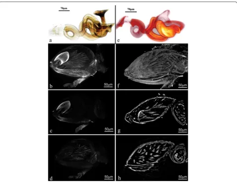Fig. 4 Comparison of LED-SIM image with Micro-CT and conventional optical microscope images