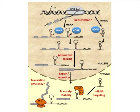 Figure 1 Schematic depicting possible regulation of cellular RNA species by ADARs and RNA editing, as supported by recent large-scale NGSof the mRNA and miRNA transcripts, as shown in this figure