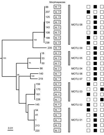 Fig. 2 Subtree of the analyzedBarscorresponding MOTU.boxesadult specimens (Sabatieria specimens correlatedwith morphospecies informationand corresponding MOTUs.Numbers at the tips of thebranches indicate speciﬁcsequence numbers.Corresponding morphospeciesa