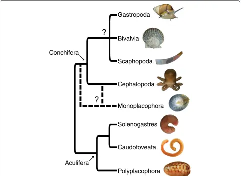 Fig. 1 Current consensus of evolutionary relationships among the major lineages of Mollusca [10–12]