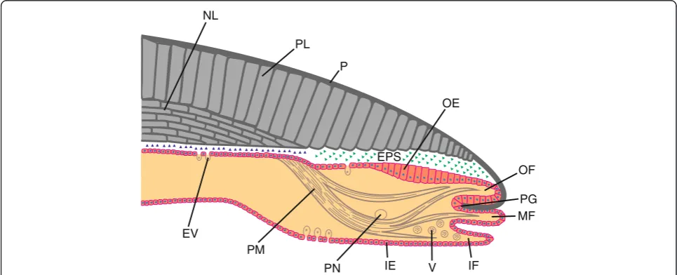Fig. 2 Schematic representation of a section through the shell and the mantle of a bivalve mollusc