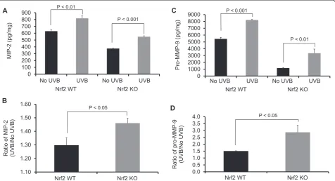 Figure 4 p53 expression in Nrf2 WT versus KO mice after UVBexposure. Nrf2 WT and KO mice were irradiated with a single doseof UVB (300 mJ/cm2)