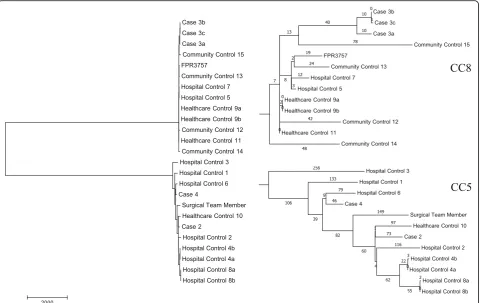 Fig. 1 Phylogenetic SNP analysis. Unrooted phylogenetic SNP analysis based on whole genome sequence data of 24 MRSA isolates usingthe maximum parsimony algorithm