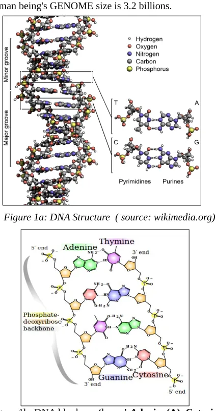 Figure 1a: DNA Structure  ( source: wikimedia.org)