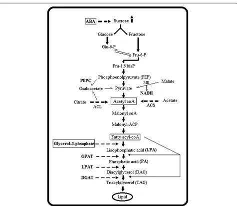 Figure 4 Overall view of ABA signaling towards sucrose metabolism and lipid biosynthesis in castor developing seeds