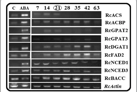 Figure 5 RT-sqPCR validation of differentially expressed genes(DGEs) identified from high throughput RNA-sequencinganalysis [left]