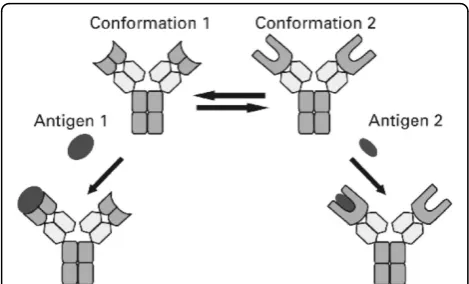Figure 1 Binding promiscuity of a monoclonal antibody. Oneand the same monoclonal antibody has different binding sites forantigens, each of which can bind to structurally different antigens.The same antibody has two conformations, 1 and 2
