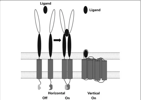 Figure 2 Key characteristics of horizontal and vertical receptors. The differences in structural changes on activation by binding the ligandare indicated schematically