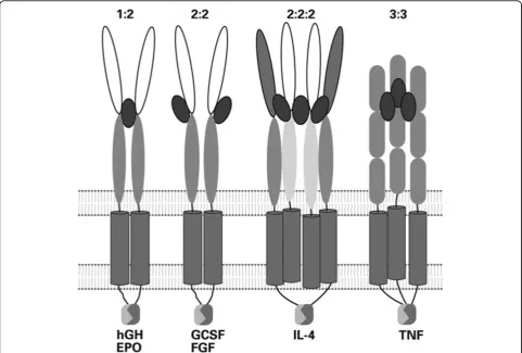 Figure 3 Illustration of the variety of different multimeric assemblies of horizontal cytokine-receptors on ligand binding andpps: 1-17, and is shown in my forthcoming book in German:Biochemikers>activation