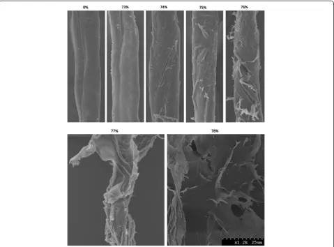 Figure 2 SEM images of cotton fibres disrupted by phosphoric acid treatments. SEM micrographs of cotton fibres after treatment with arange of o-phosphoric acid concentrations