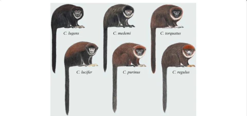 Fig. 4 Titi monkeys, genus Cheracebus. Illustrations by Stephen D. Nash ©Conservation International