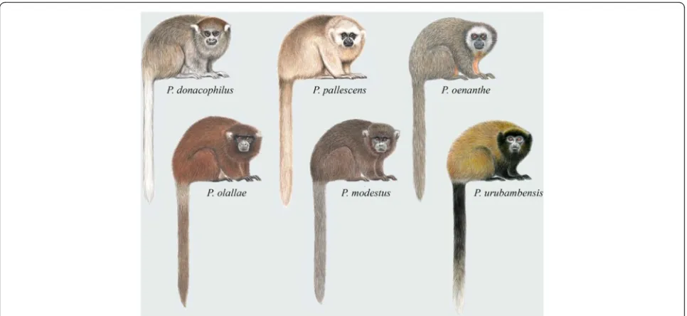 Fig. 7 Titi monkeys, the donacophilus group of Plecturocebus. Illustrations by Stephen D