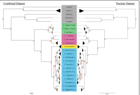 Fig. 2 Molecular phylogeny showing relationships amongrepresent nodes of interest listed with support values for all methods of analysis in Additional file 1