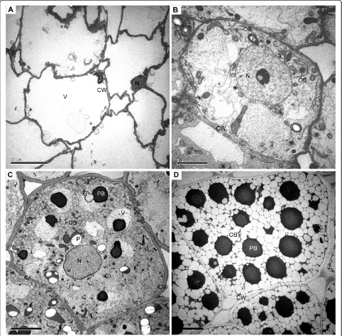 Figure 1 Oil body and endosperm development in jatropha seeds.after fertilization was examined with transmission electron microscopy