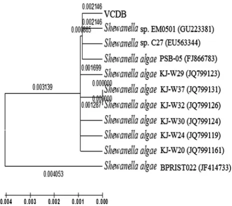 Fig. 3 Phylogenetic tree of strain VCDB drawn in Mega 5.05 usingneighbor-joining method showing maximum sequence homologywith S